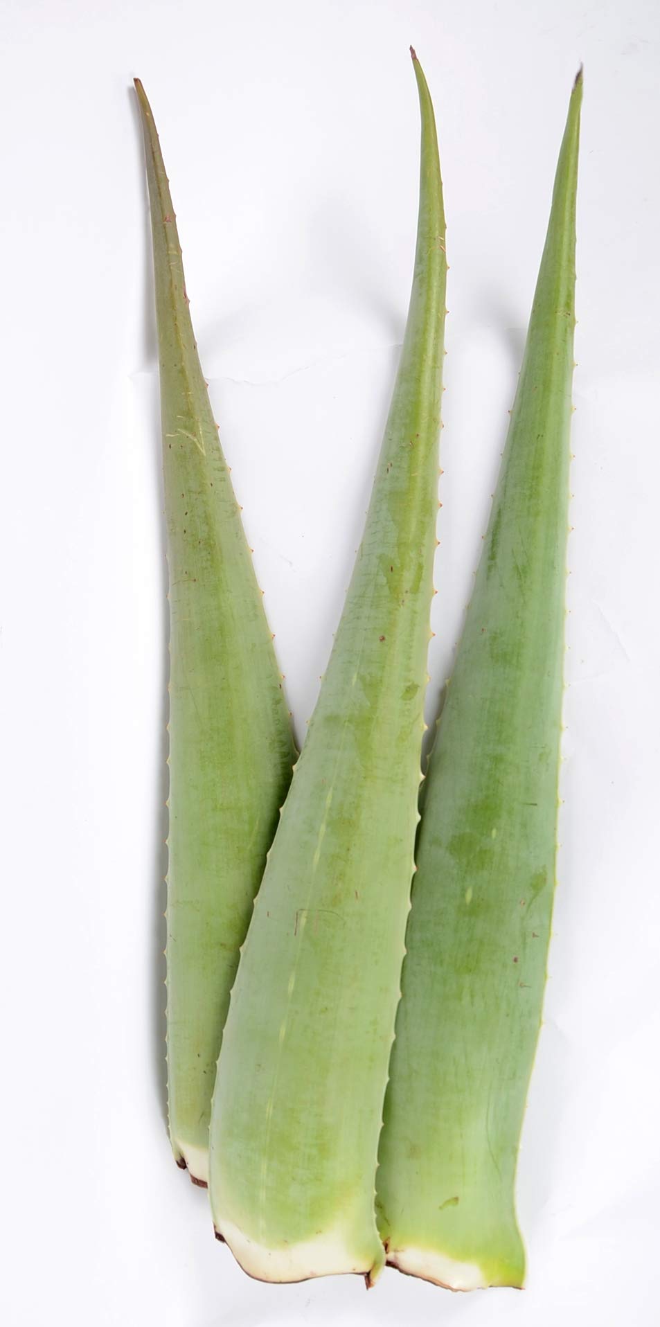 3 Pack Premium Organic Aloe Vera Leaves (Barbadensis Miller) for Skin Care, Hair Treatment & Natural Remedies