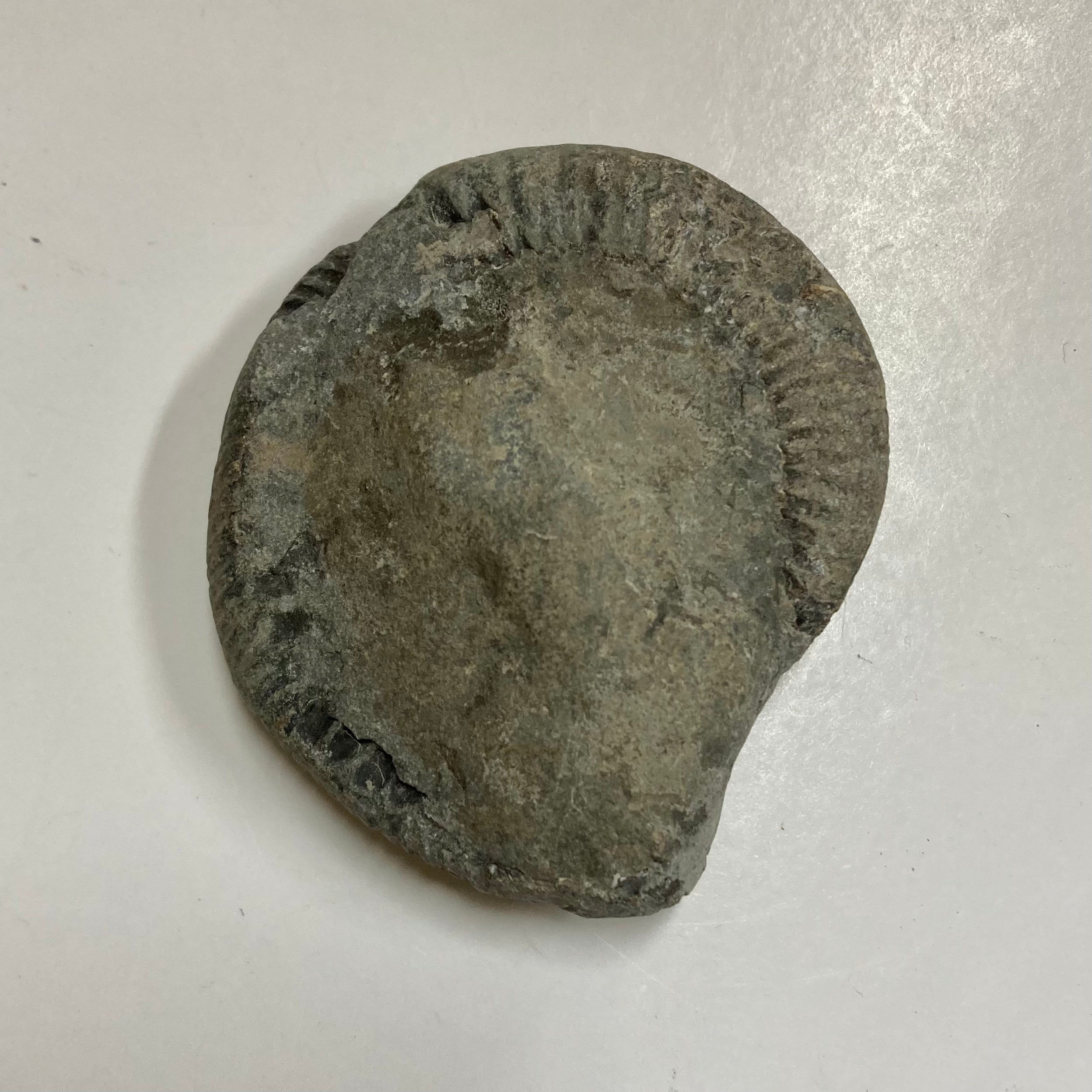 Authentic Dactylioceras Ammonite Fossil - Natural Jurassic Ammonite Specimen for Collectors, Home Decor & Educational Use
