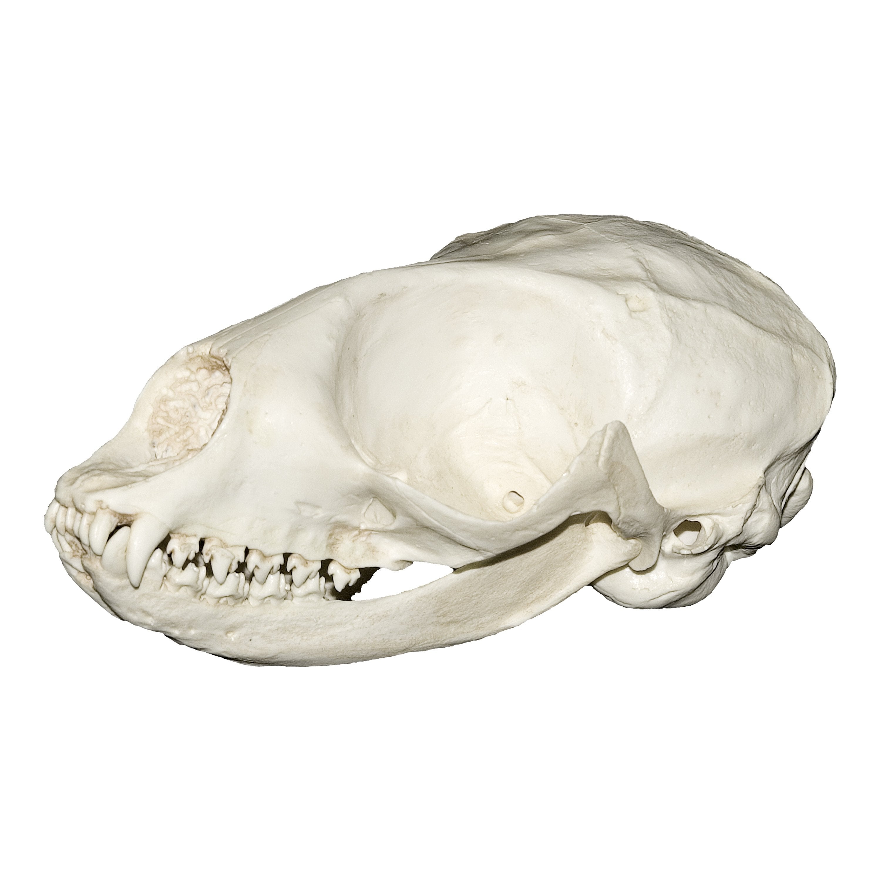 Authentic Replica Lake Baikal Seal Skull - High-Quality Collectible for Home Decor, Science Education & Taxidermy Enthusiasts - Perfect for Gothic Decor, Biology Classrooms & Oddity Collections