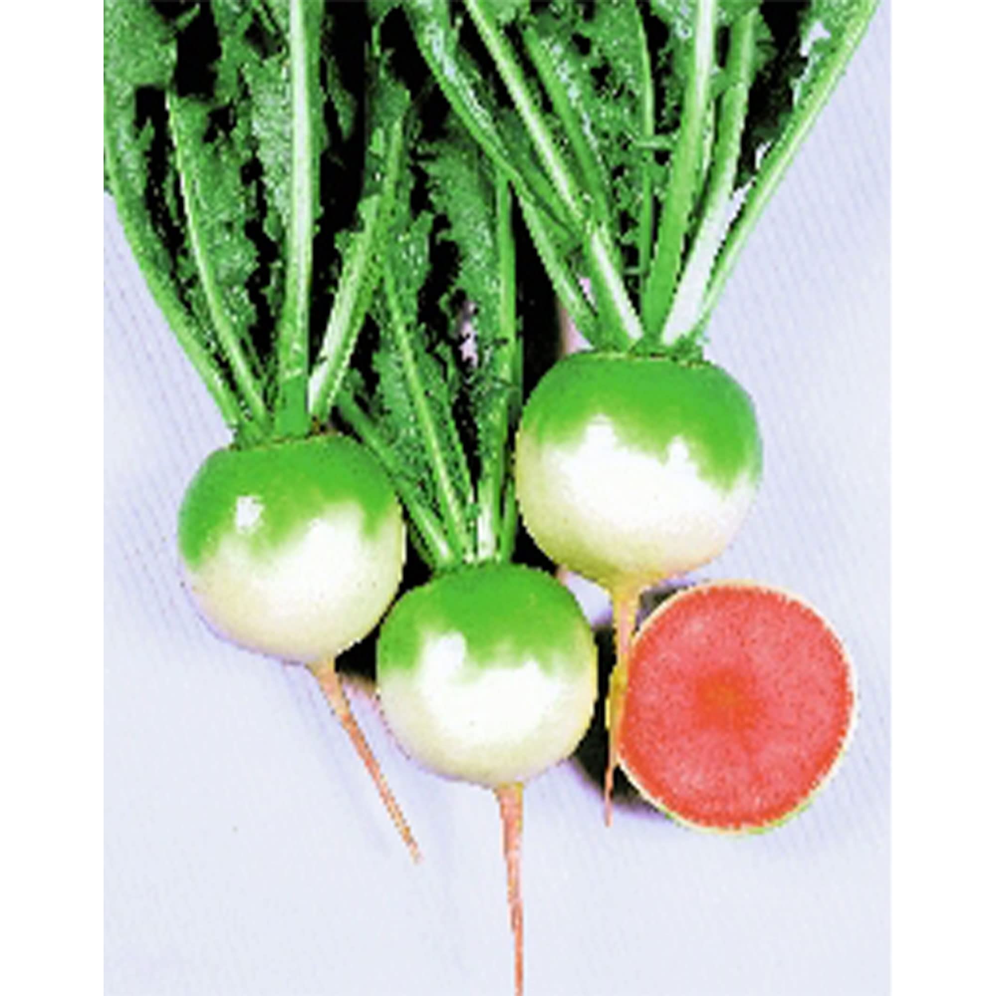 Non-GMO Heirloom Chinese Red Meat Radish Seeds - 1 Lb (~58,000 Seeds) - Asian Garden Vegetable & Microgreens for Home Gardening, Hydroponics & Healthy Eating