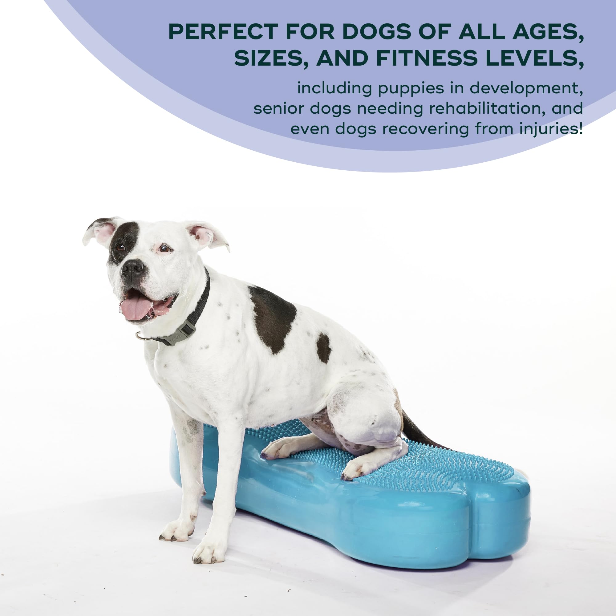 FitPAWS K9FITbone Giant Dog Balance Training Platform - Turquoise Exercise Equipment for Core Strength & Stability | Workout Tool for Canine Fitness | Perfect for Agility Training, Rehabilitation & Home Gym Use