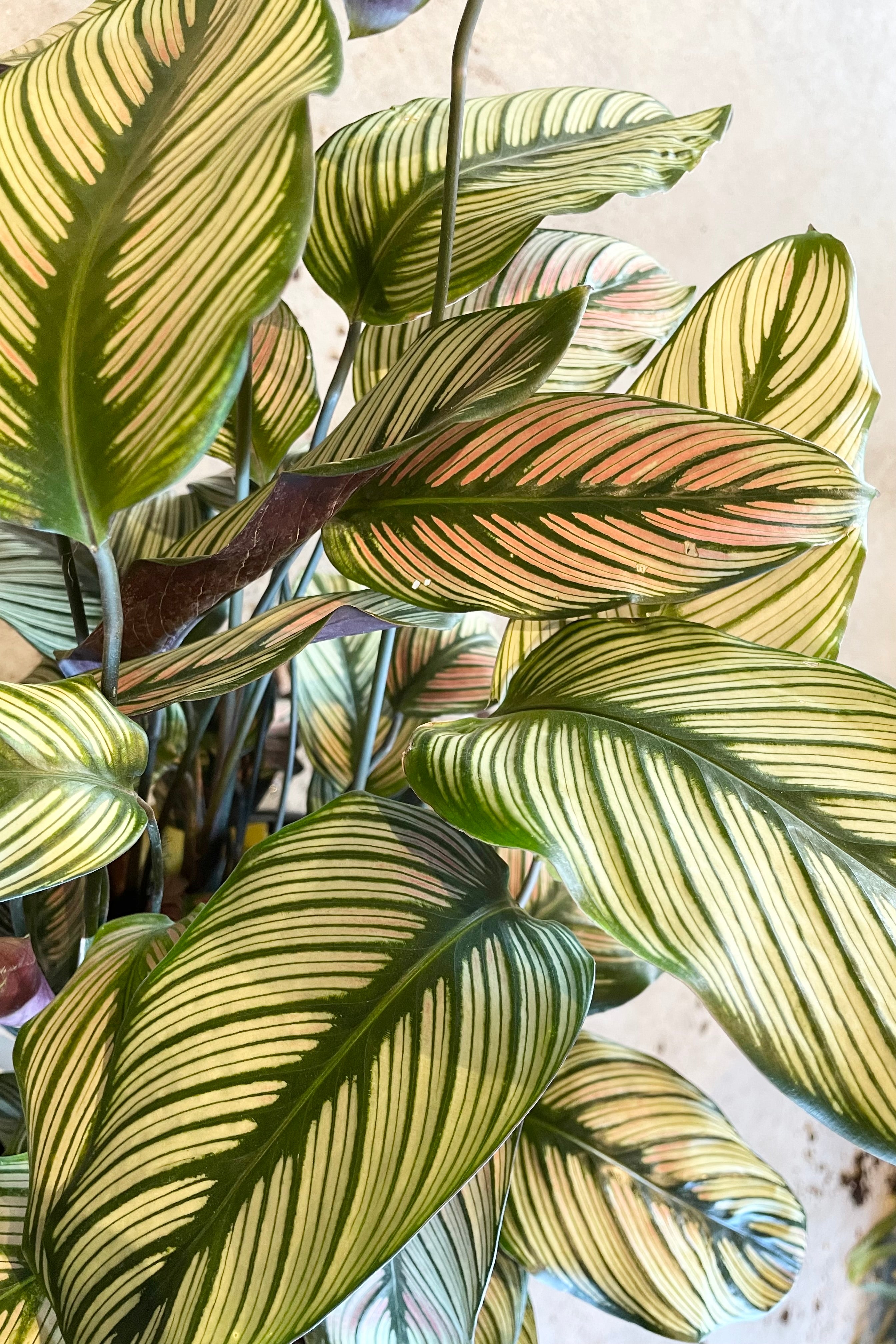 Calathea Majestica 'White Star' - 10
