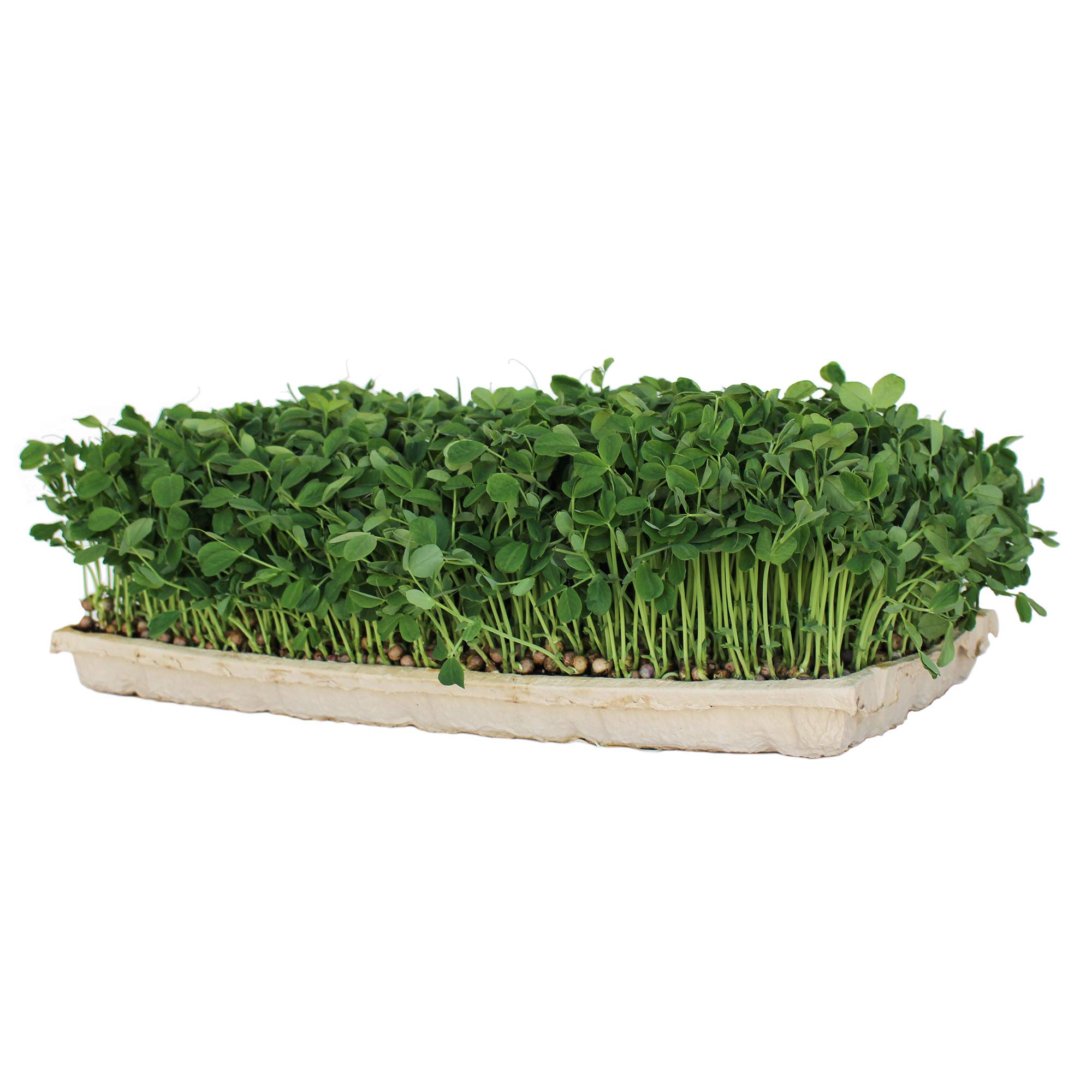 **Eco-Friendly Compostable Microgreen Growing Trays - 10 Pack Biodegradable Seed Starter Flats with Drain Holes - Fits Standard 10x20 Drip Trays | Perfect for Indoor Gardening, Hydroponics & Sustainable Farming**