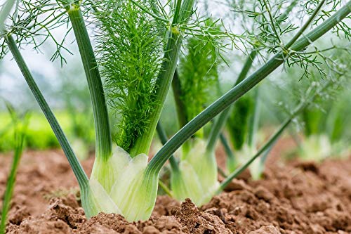 Cool Beans N Sprouts Florence Fennel Seeds - 500 Count Pack for Home Gardening | Organic Herb Seeds for Cooking, Tea & Sprouting