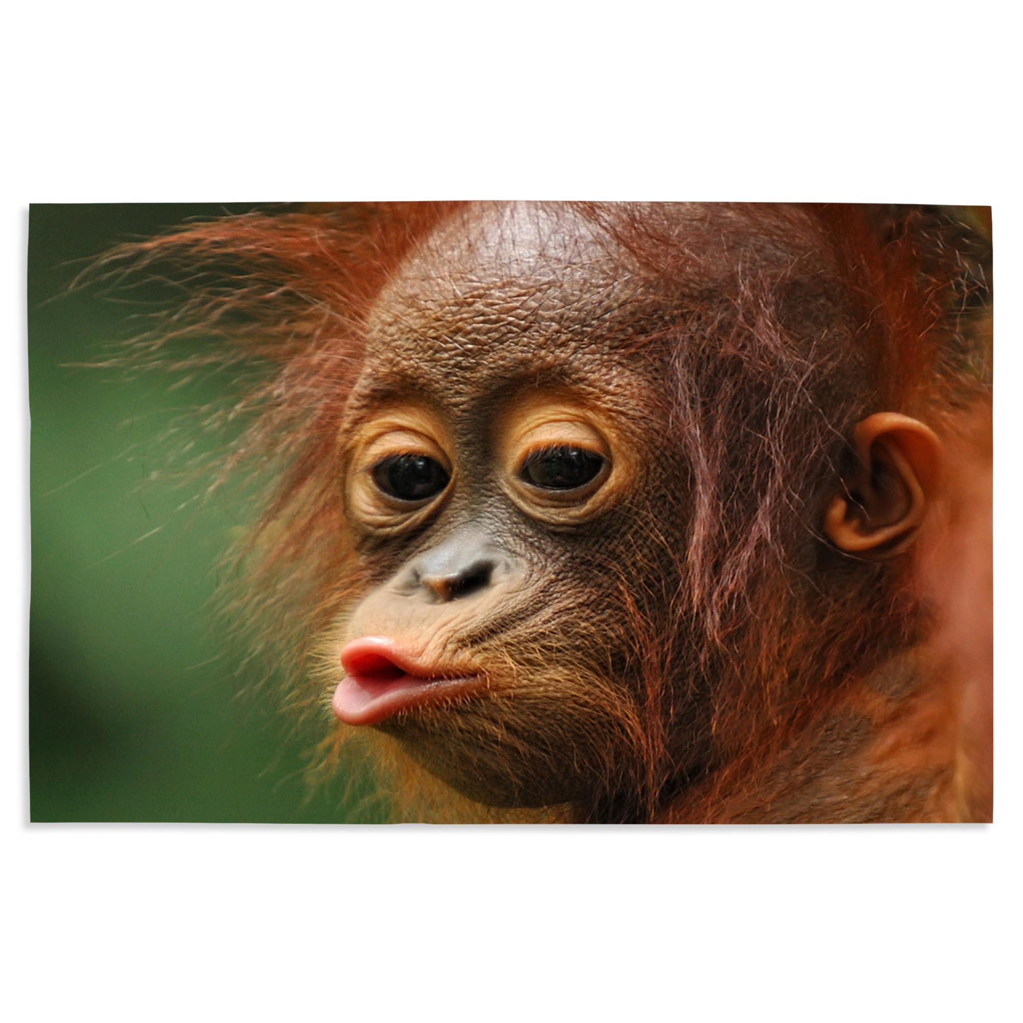 Lantern Press 16x24 Inch Giclee Art Print - Baby Orangutan Kissing Wall Decor for Living Room, Nursery & Office | High Quality Canvas Painting for Home Decor