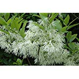 Pixies Gardens White Fringe Tree Plant - 1 Gallon Live Plant - Chionanthus Virginicus - Fragrant Spring Blooms - Perfect for Landscaping, Gardens & Outdoor Decor