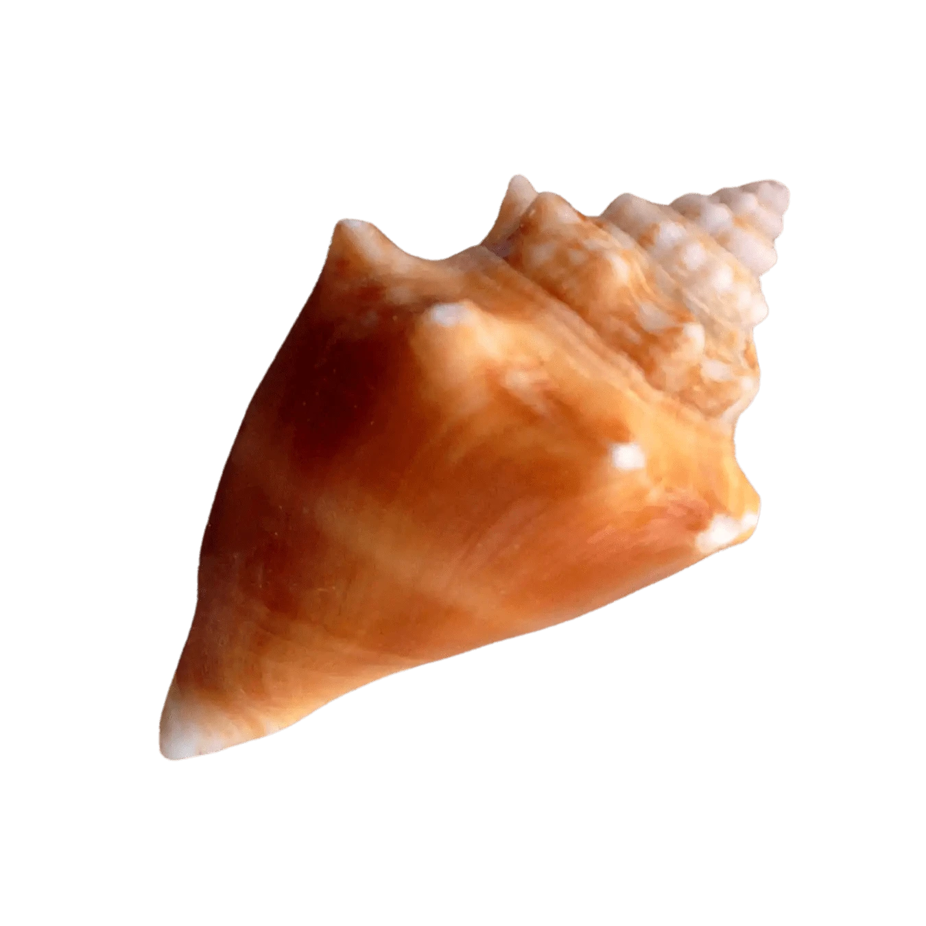 Premium Fighting Conch Seashells for Aquarium & Beach Decor | Natural Marine Collectibles for Home, Office & Craft Projects
