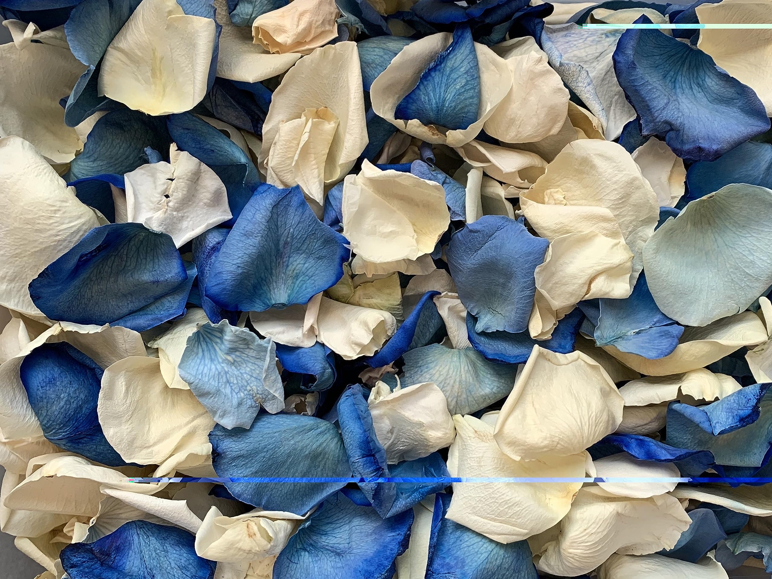 Premium Freeze Dried Rose Petals - 60 Cups (Ivory & Blue) for Wedding Aisle Decor, Bridal Bouquet Toss & Romantic Pathway Scattering - Perfect for Weddings, Proposals & Special Events
