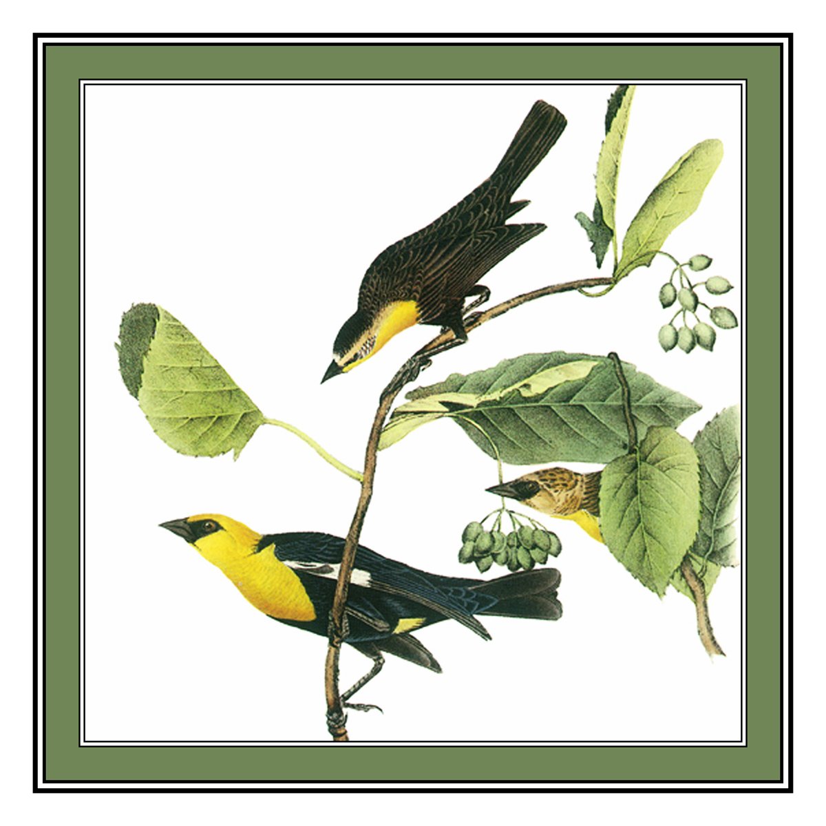 Audubon Yellow Blackbird Counted Cross Stitch Pattern Kit - Orenco Originals DIY Embroidery for Home Decor & Wall Art