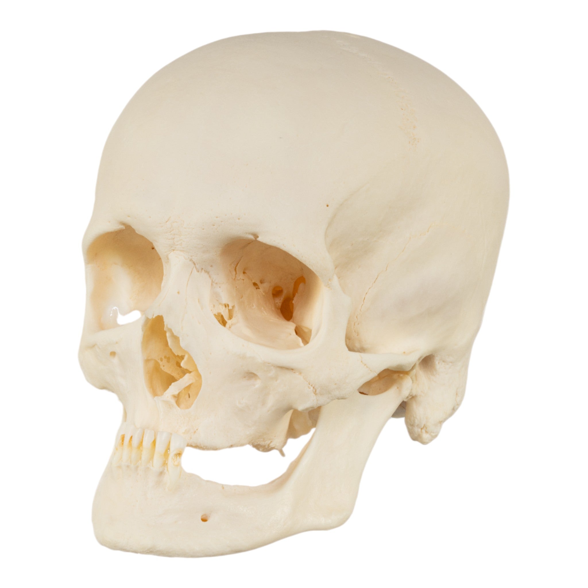 Premium Disarticulated Human Skeleton Model for Medical Education - Anatomical Study, Classroom Demonstration & Science Lab Display