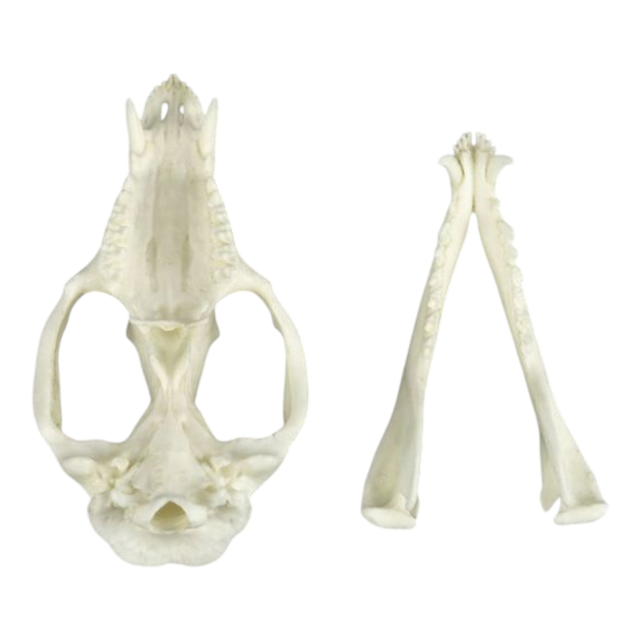 Authentic Replica American Opossum Skull - High-Quality Educational Specimen for Science Class, Halloween Decor & Taxidermy Display