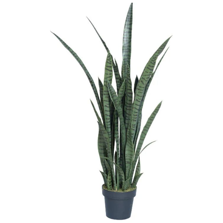 Sansevieria Trifasciata - 4 Pack Snake Plant (Mother-in-Law's Tongue) | Low Light Indoor Plants for Home, Office & Air Purification