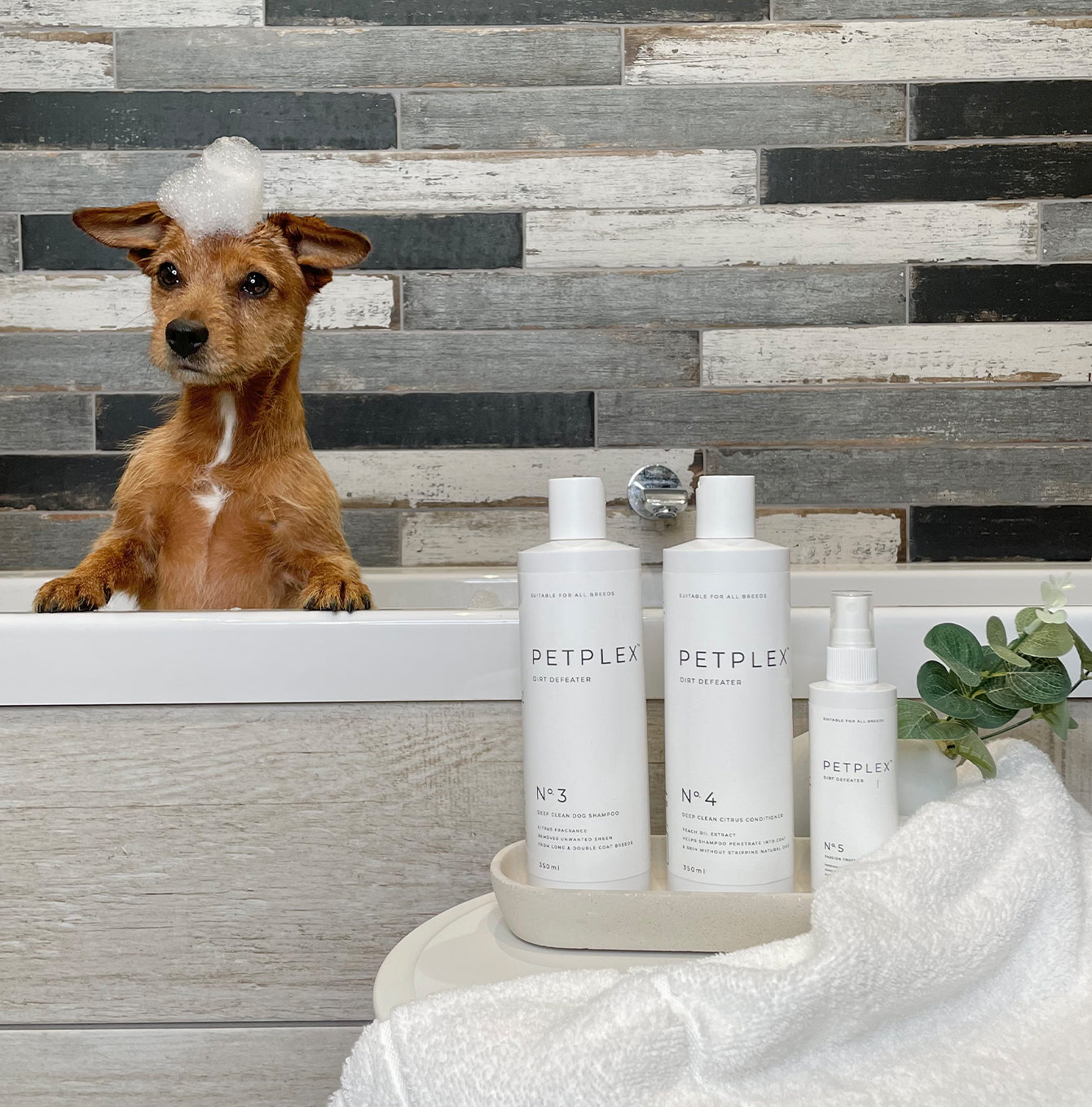 PetPlex Dirt Defeater Collection - Premium Pet Stain & Odor Remover for Dogs & Cats | Eliminates Tough Stains & Odors on Carpets, Upholstery & Floors | Perfect for Pet Owners & Household Cleaning