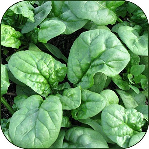 Organic Bulk Spinach Seeds (5 Lb) - Non-GMO, Heirloom, High Germination Rate for Home Gardening, Farming & Hydroponics - Perfect for Salads, Smoothies & Healthy Eating