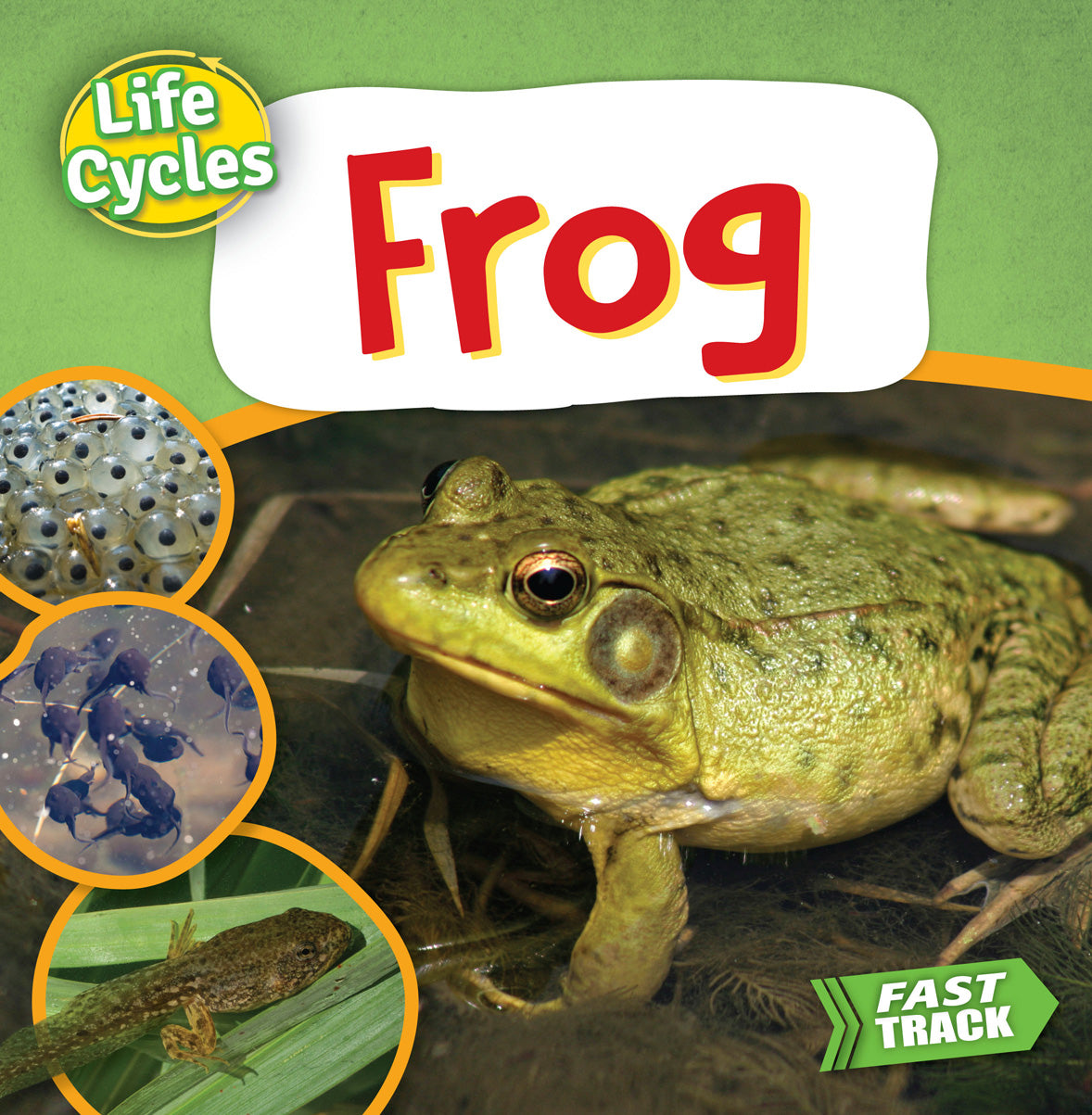 Frog Life Cycle Kit - Educational Science Toy for Kids | Perfect for Classroom, Homeschool & Nature Study