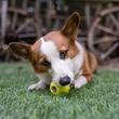 ZoomieRex Incrediball - Bouncy Green Rubber Ball for Kids, Pets & Outdoor Play - Perfect for Backyard Games, Dog Toys & Stress Relief
