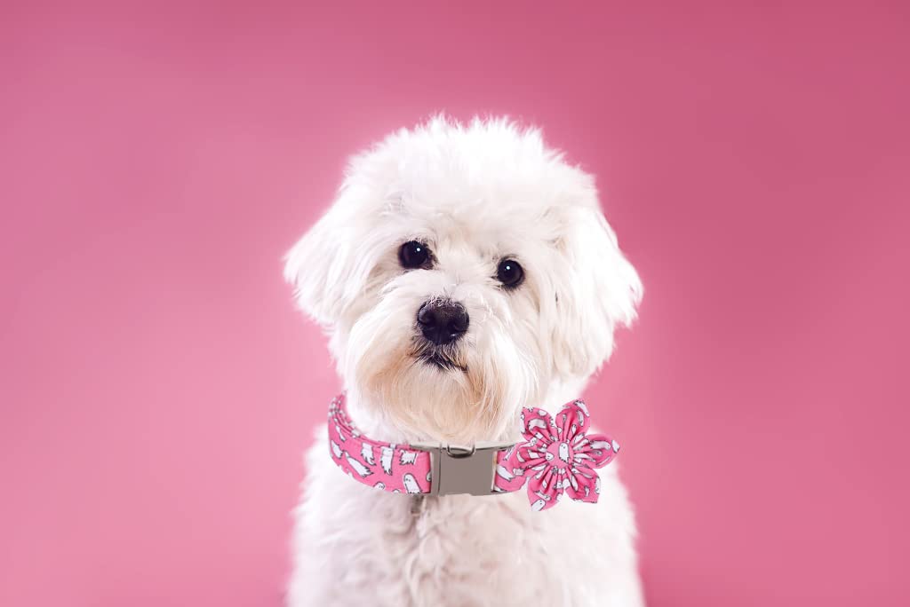 Lionet Floral Dog Collar - Adjustable Halloween Pet Collar for Small, Medium & Large Dogs - Comfortable Puppy Collar Gift for Daily Walks & Costume Parties