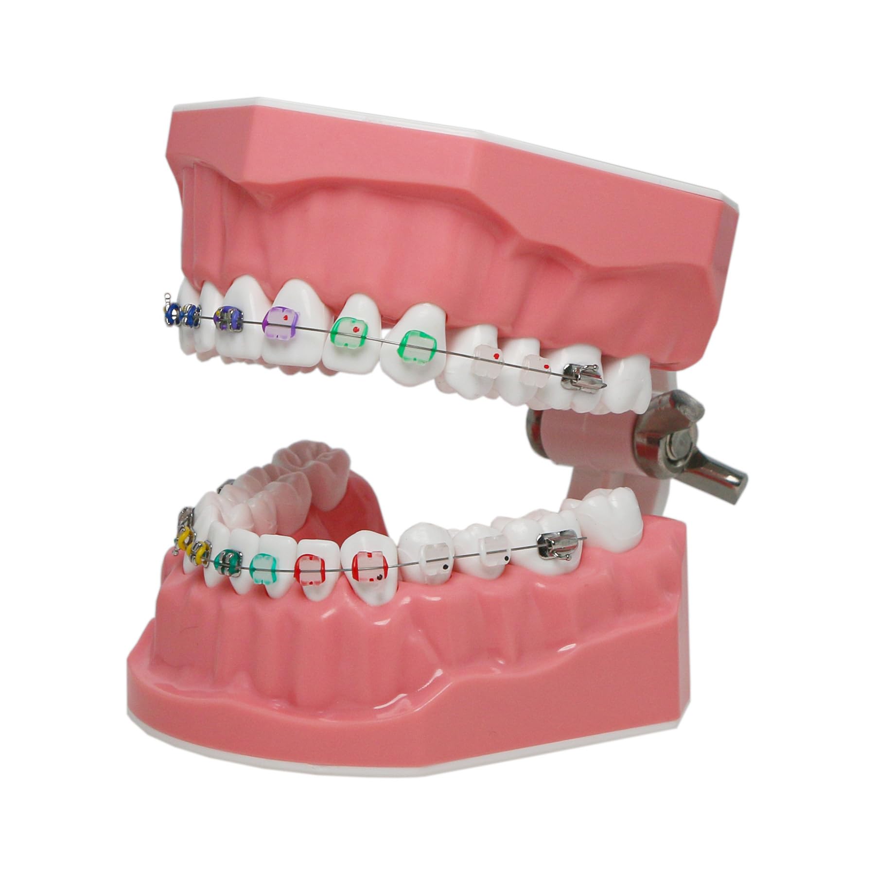 Orthodontic Dental Typodont Teeth Model with Metal Wires & Clear Braces - Teaching Demonstration Kit for Clinical Education, Dental Students & Professionals - Perfect for Classroom Training, Practice & Patient Education