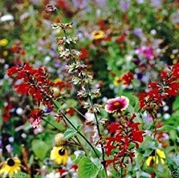 Texas/Oklahoma Wildflower Seed Mix - 1 oz Packet (Covers 225 sq ft) for Vibrant Gardens, Meadows & Pollinator Habitats
