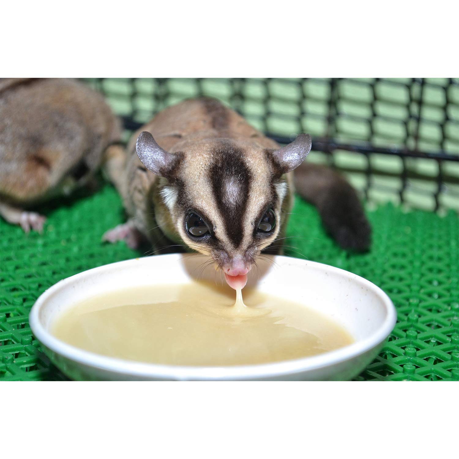 Exotic Nutrition Gliderade Nectar Powder (10 lb) - Vitamin-Enriched Sugar Glider Food Supplement with Essential Carbohydrates - for Small Marsupial Pets - Perfect for Daily Feeding & Nutritional Support