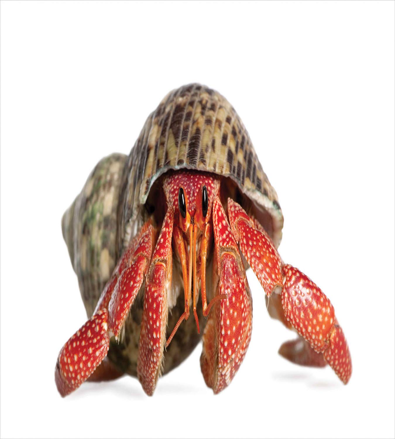 Ambesonne Hermit Crab Duvet Cover Set - Close Up Shot of Coenobita Perlatus Marine - 3 Piece Bedding Set with 2 Pillow Shams - Queen Size Sepia Vermillion - Perfect for Coastal Themed Bedrooms & Beach House Decor