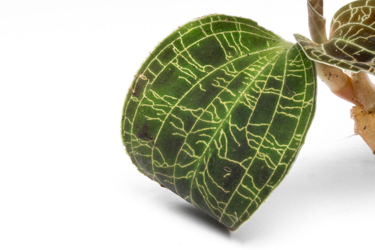 Macodes Petola Jewel Orchid - Rare & Exotic Live Plant for Terrariums & Indoor Gardens | Perfect for Home Decor & Plant Enthusiasts