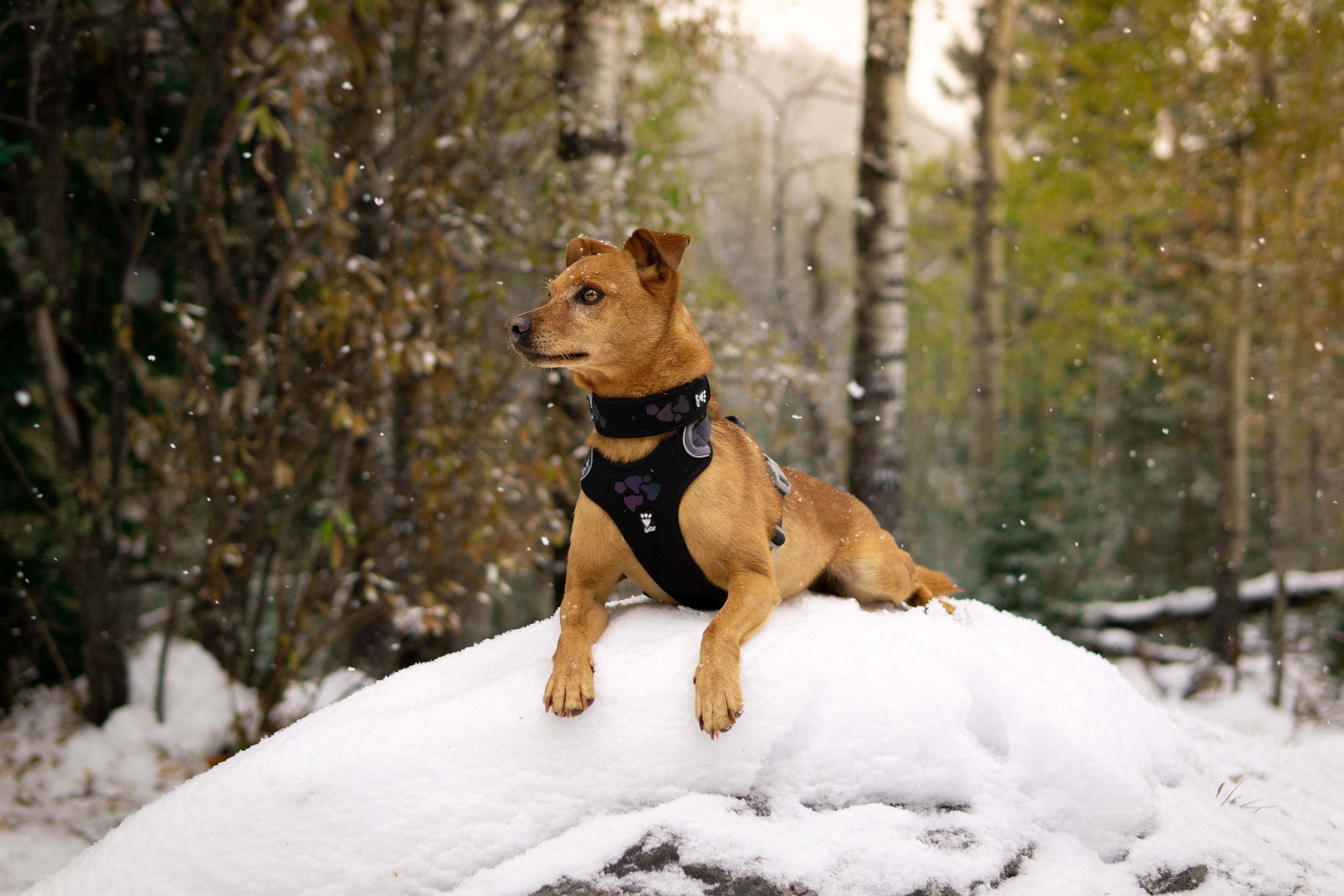 Hurtta Weekend Warrior Dog Harness - No-Pull Reflective Vest Harness for Medium & Large Dogs - Adjustable Pet Walking Gear for Hiking, Running & Outdoor Adventures (Raven Black)