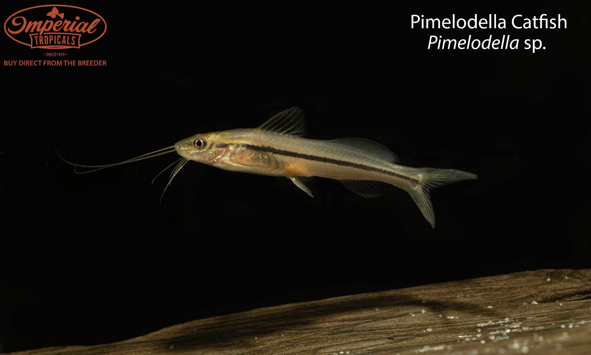 Freshwater Pimelodella Catfish for Aquarium - Exotic Tropical Fish for Home & Office Tanks - Perfect for Aquatic Hobbyists & Fish Enthusiasts