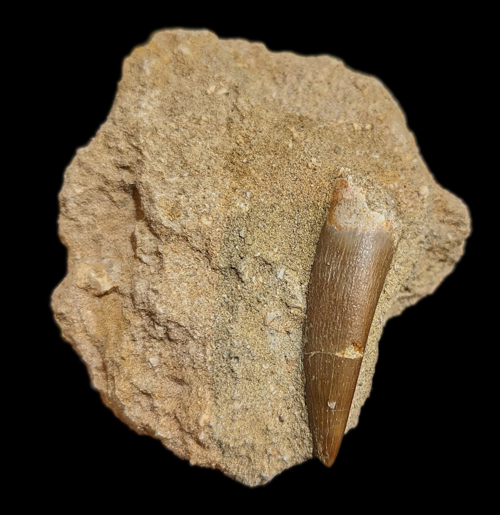 Authentic Elasmosaurus Dinosaur Tooth Fossil in Natural Matrix - Perfect for Paleontology Collectors & Dinosaur Enthusiasts - Great for Home Display, Educational Use & Gift Giving