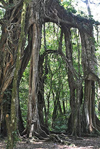 20x30 Inch Laminated Nature Roots Tree Poster - Vibrant Colors & High-Quality Print - Perfect for Living Room, Bedroom & Office Wall Decor - Fits Standard Picture Frames