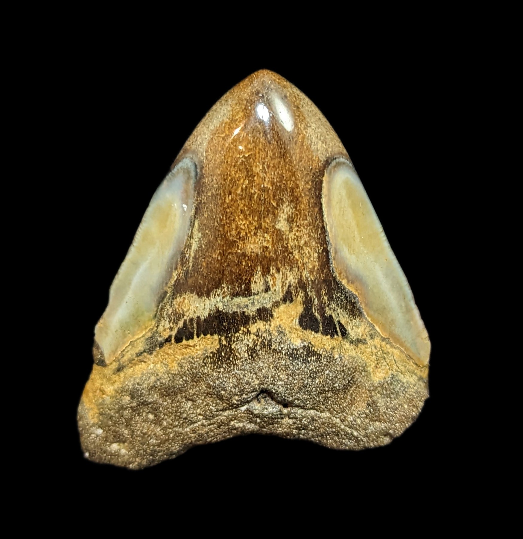 Authentic Megalodon Shark Tooth Fossil - Large Collector's Specimen #40 for Home Decor, Classroom Display & Paleontology Enthusiasts