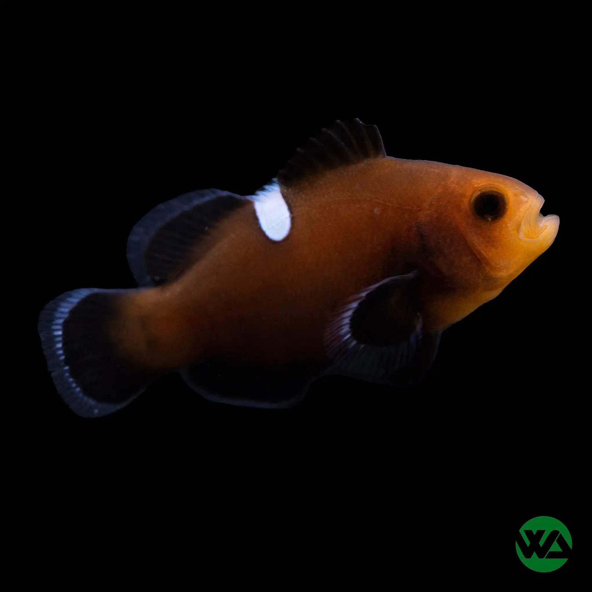 Domino Clownfish (Amphiprion Ocellaris) - Premium Saltwater Aquarium Fish for Reef Tanks & Marine Aquascaping