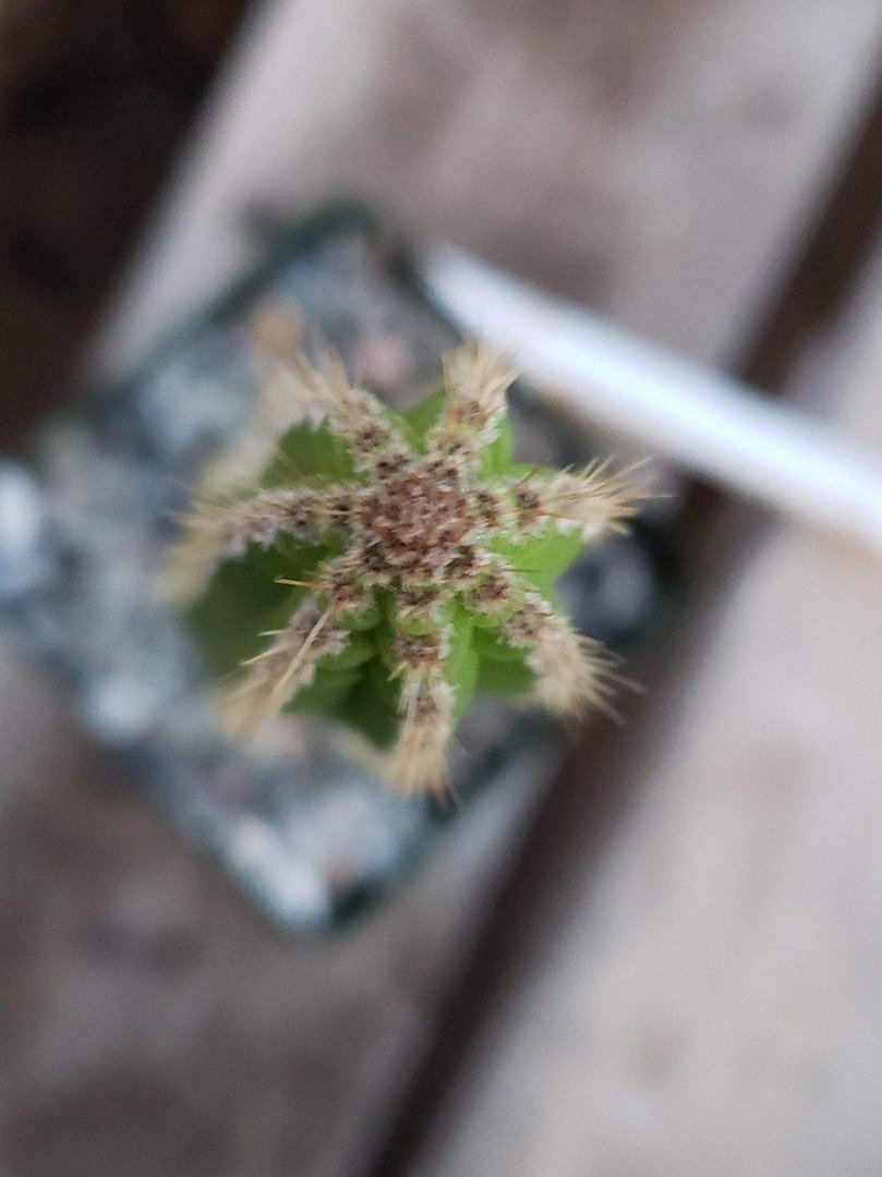Yungasocereus Inquisivensis Cactus - Rare Live Plant (10-12 Inches) for Desert Gardens & Succulent Collections