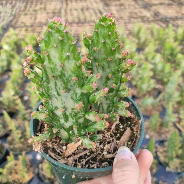 Variegated Joseph's Coat Cactus (Opuntia Monacantha Variegata) - 4 Inch Live Succulent Plant for Home Decor, Office Desk, and Garden Landscaping