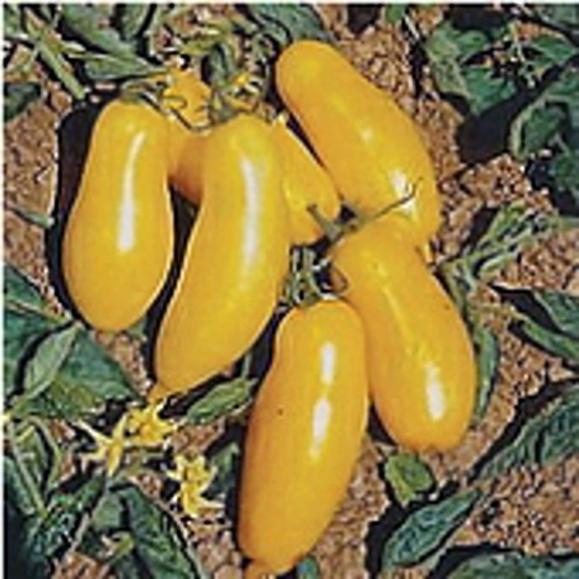 Non-GMO Banana Legs Tomato Seeds (20+ Seeds) for Planting - Heirloom Vegetable & Fruit Seeds for Home Garden, Greenhouse, or Indoor Container Gardening | Perfect for Fresh Salads, Sauces, and Canning