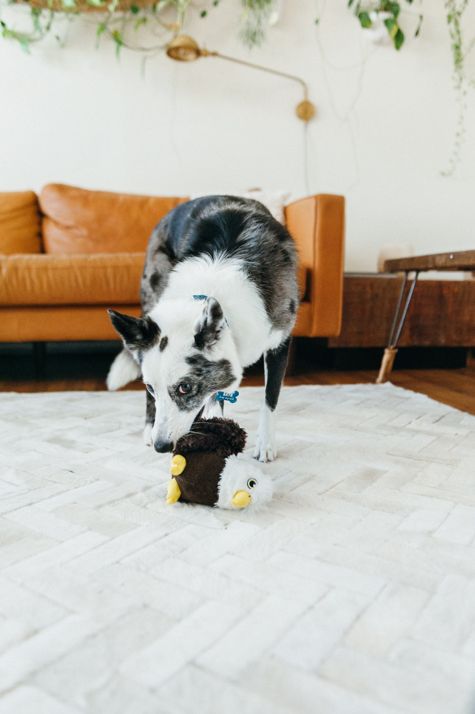 Edgar the Eagle Plush Dog Toy - Fetching Flock™ Chew-Resistant Squeaky Stuffed Animal for Medium & Large Dogs | Perfect for Fetch, Tug-of-War & Cuddling | Pet P.L.A.Y.