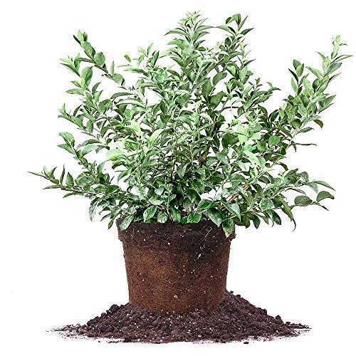Brightwell Rabbiteye Blueberry Shrub Plants (2-Pack, 2 Gallon Bare-Root) - Reliable Blueberry Bushes for Baking, Fresh Eating & Home Gardens | Perfect for Backyard Planting, Fruit Gardens & Healthy Snacks