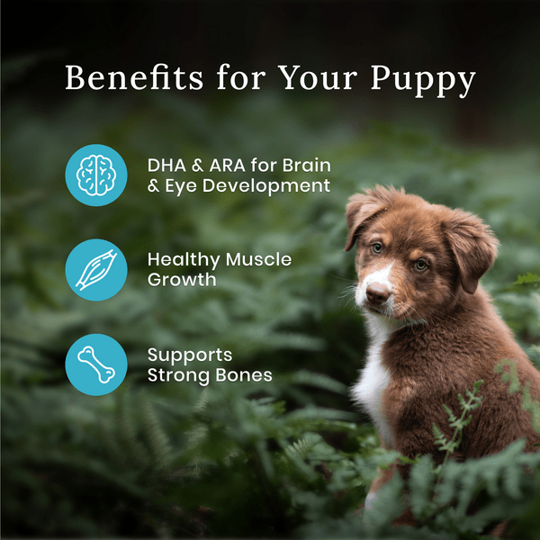 BLUE Wilderness Chicken Recipe with Grains Dry Puppy Food - 4.5lb Bag | High Protein Puppy Kibble for Small & Large Breed Dogs | Perfect for Training, Mealtime & On-the-Go Feeding
