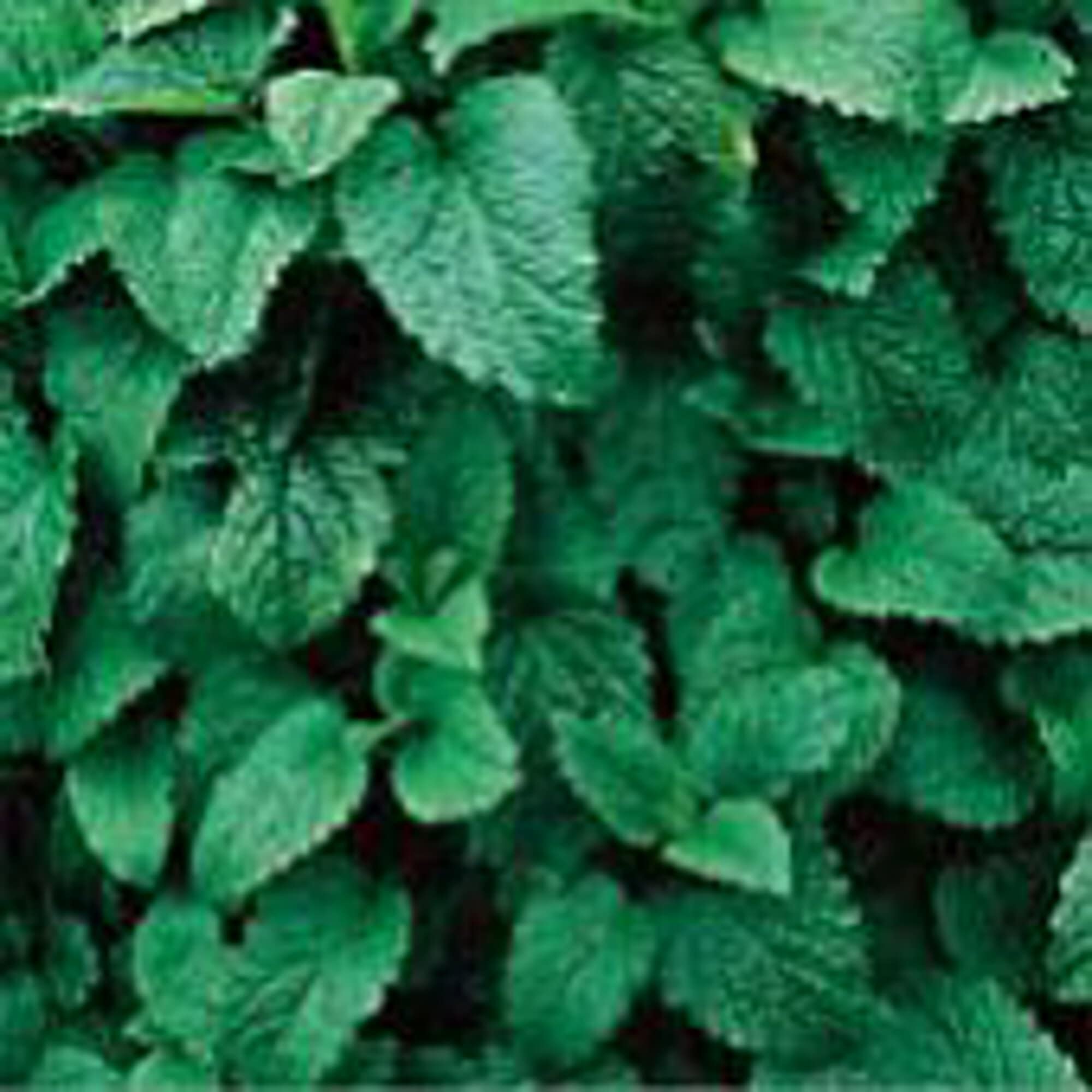 Organic Lemon Balm Seeds (20+ Seeds) - Non-GMO Herb Seeds for Planting, Gardening, Indoor & Outdoor Use - Perfect for Home Garden, Greenhouse, Tea Making & Aromatherapy