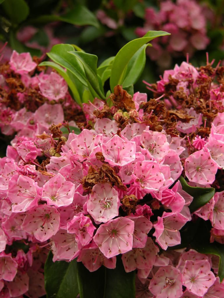50 Mountain Laurel (Kalmia Latifolia) Shrub Seeds - White, Pink, Red Flowering Bush - Perfect for Landscaping, Gardens & Natural Fences