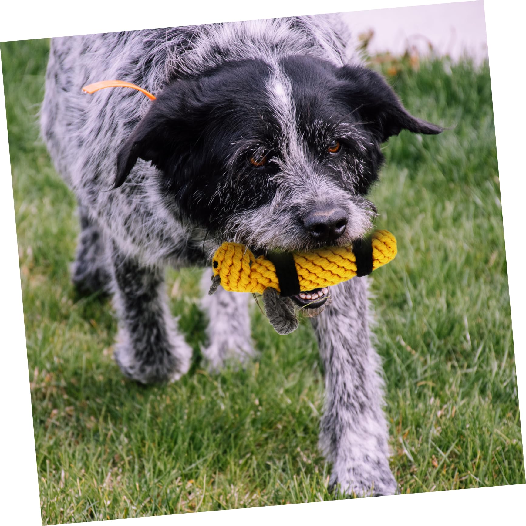SUPVOX Bee Cotton Rope Chew Toy for Dogs - Durable Interactive Knot Toy for Puppy Training & Teeth Cleaning - Perfect for Playtime, Fetch Games, and Aggressive Chewers