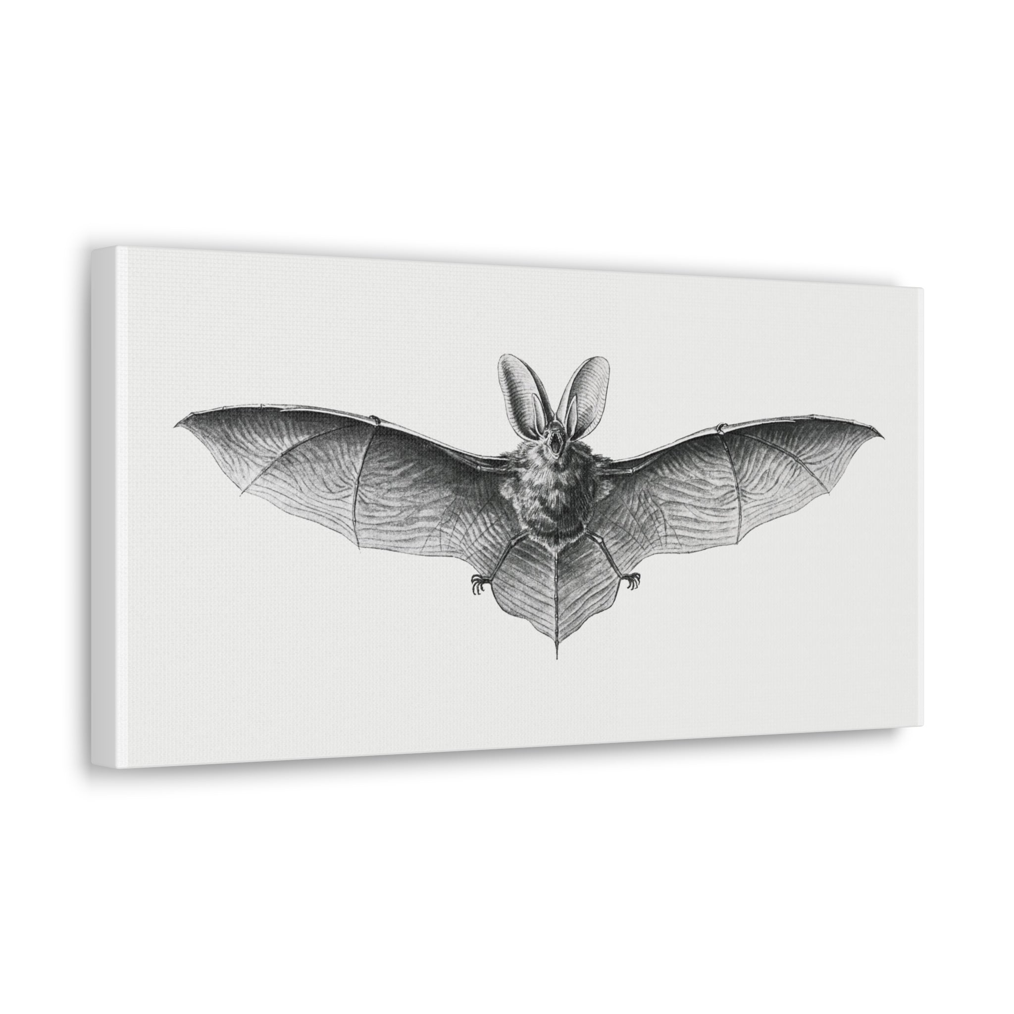 Vintage Bat Illustration Canvas Print by Ernst Haeckel - Gothic Home Decor, Biology Classroom Art, Halloween Wall Decor