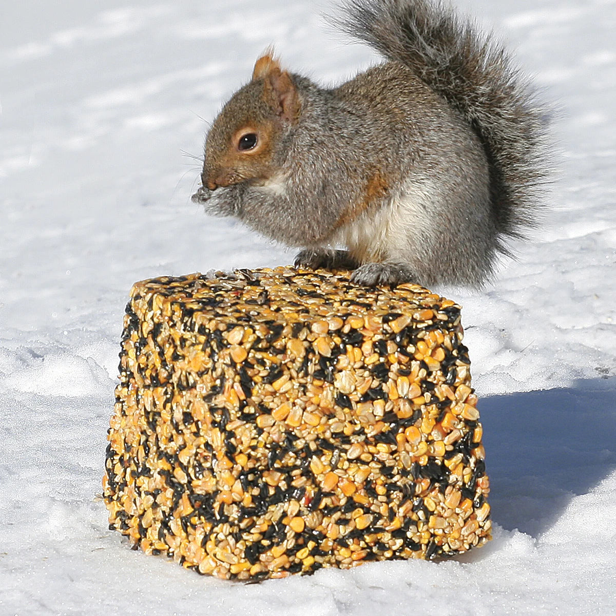 Wildlife Snack Jumbo Critter Block - Nutritious Animal Food for Squirrels, Rabbits & Birds - Perfect for Backyard Feeding & Wildlife Observation