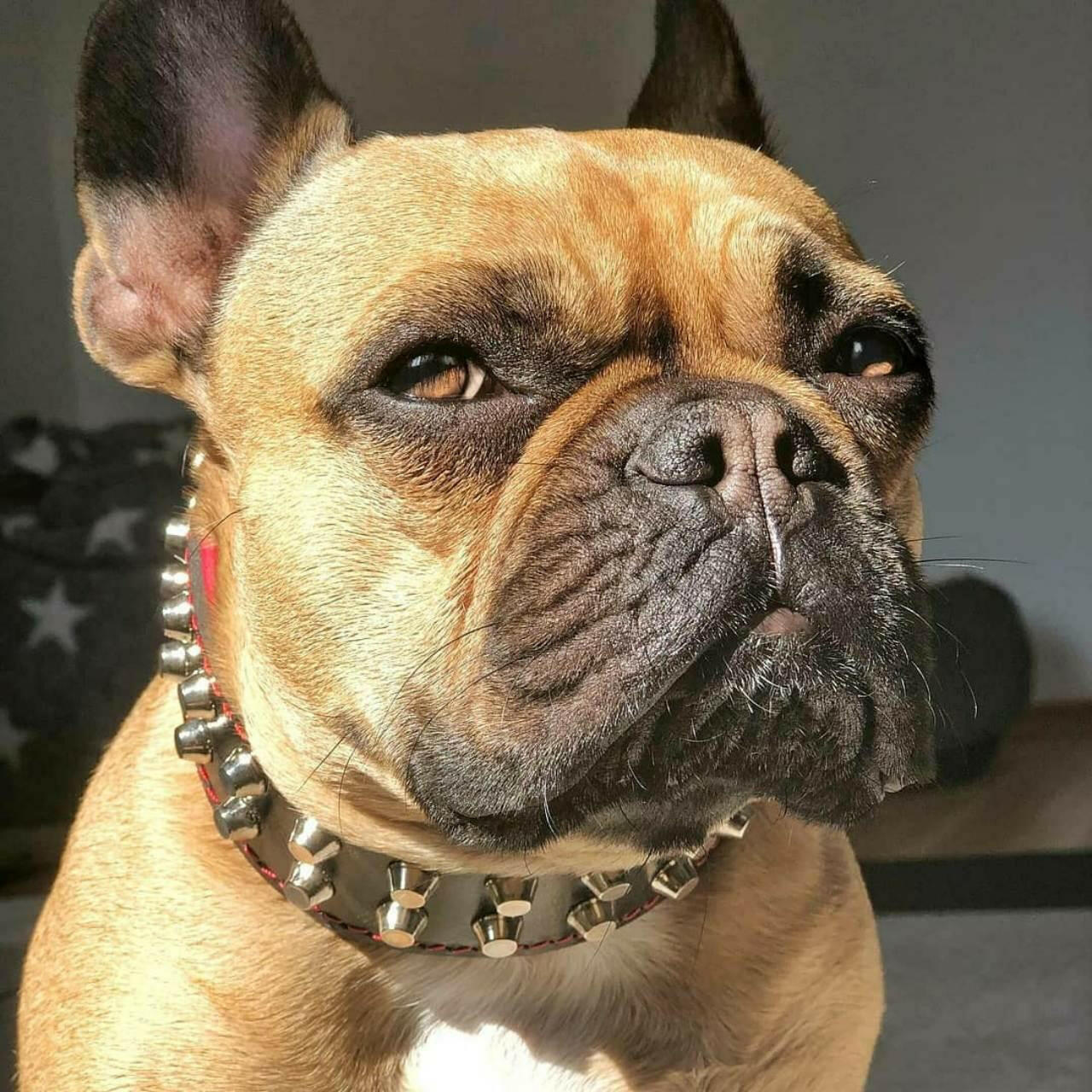 Bestia Genuine Leather Studded Dog Collar for Small & Medium Dogs - Stylish French Bulldog Design - Perfect for Training, Walks & Fashion Accessories