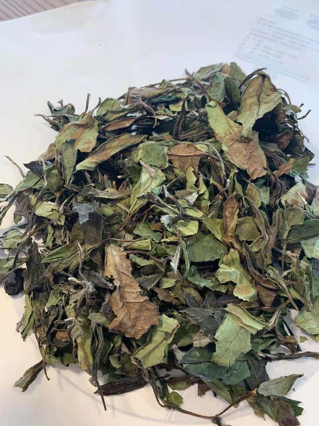 Premium White Tea Loose Leaf - 1842 Shou Mei Fuding White Tea in Tin Canister | Authentic Chinese OVP Fu Ding Tea | Perfect for Relaxation, Meditation & Afternoon Tea Time