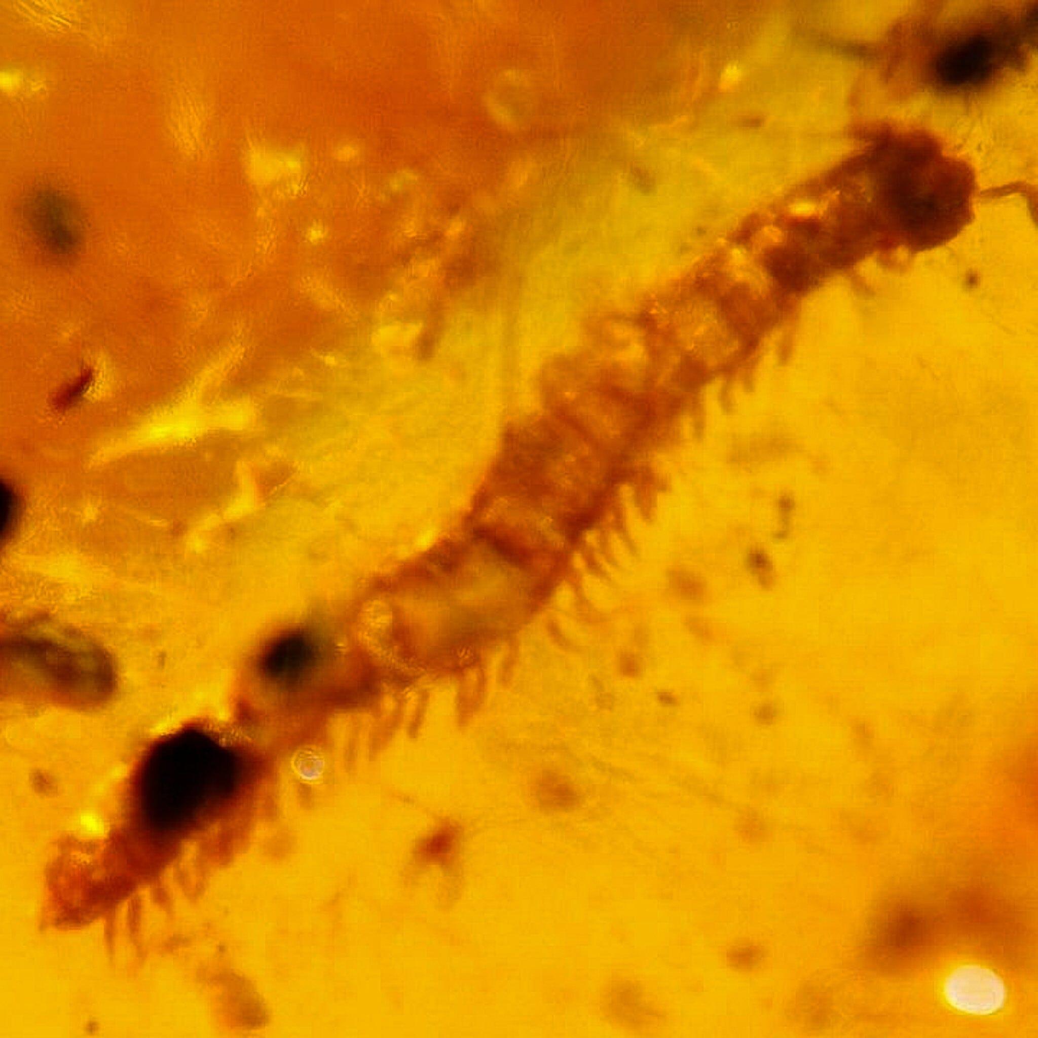 Authentic Burmese Insect Amber with Diplopoda Millipede - 100 Million Year Old Burmite Fossil from Cretaceous Dinosaur Era | Perfect for Fossil Collectors, Science Education & Unique Home Decor