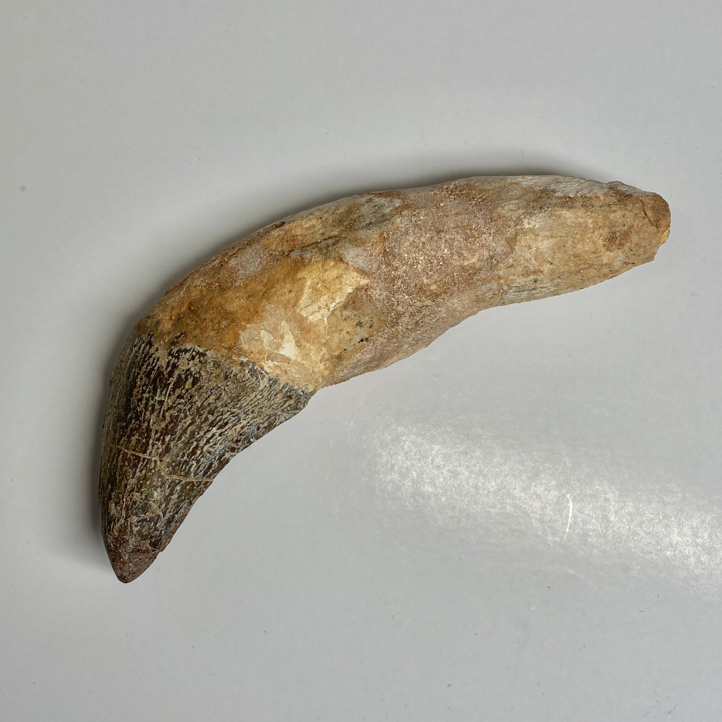 Authentic Zygorhiza Kochii Whale Tooth Fossil - Rare Prehistoric Incisor for Collectors & Paleontology Enthusiasts | Perfect for Display, Education & Museum Exhibits