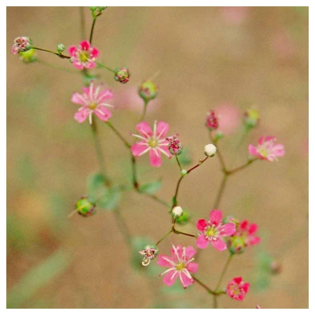 Everwilde Farms - 1/4 Lb Deep Carmine Baby's Breath Wildflower Seeds - Gold Vault Pack - Perfect for Wedding Bouquets, Garden Borders & DIY Floral Arrangements