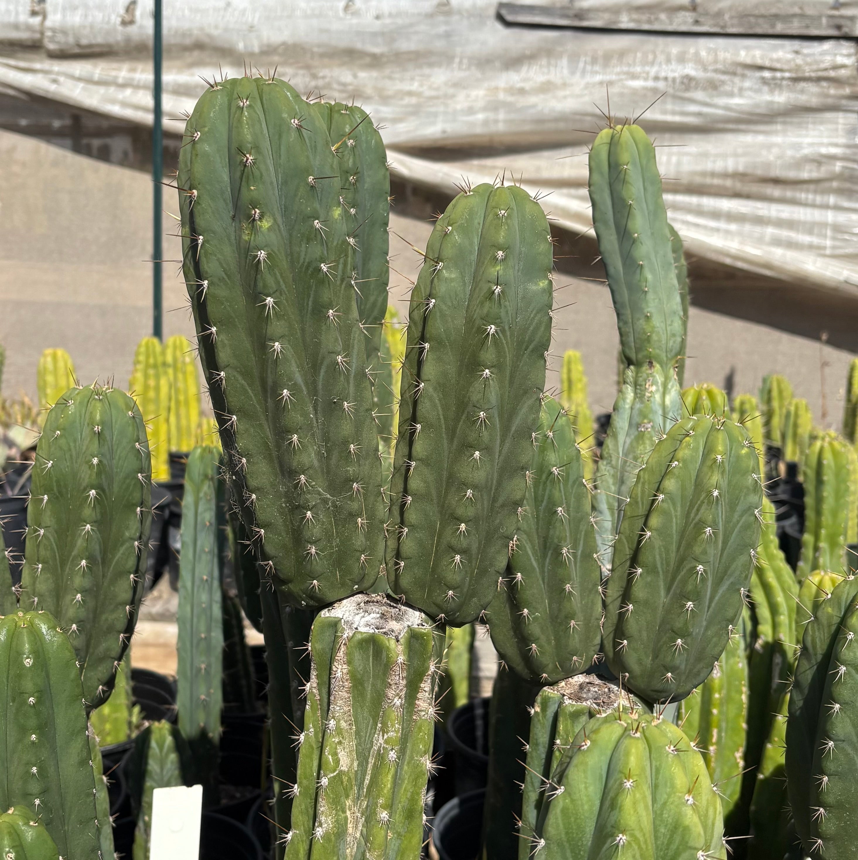 EC103 Trichocereus Pachanoi 'K Valle' Cactus Cuttings - 7-8 Inch Live Plant for Home Garden, Landscape Decor & Spiritual Ceremonies | Fast Growing San Pedro Cactus