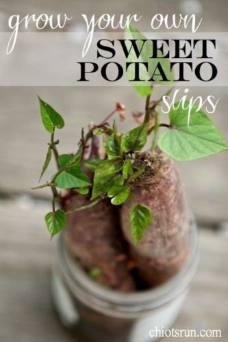 Okinawan Sweet Potato Seeds - Hawaiian Sweet Potato & Uala - Non-GMO, Organic, Easy to Grow for Home Gardens & Farms